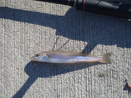 香住にてキス狙い